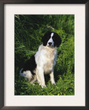 English Springer Spaniel Dog Sitting, Wisconsin, USA Print by Lynn M. Stone