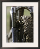 A Muddy Mountain Bike Tire, Mt. Bike Posters by David D'angelo