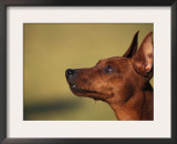 Miniature Pinscher Looking Up Prints by Adriano Bacchella