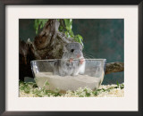 Long-Tailed Chinchilla Sand Bathing Posters by  Steimer