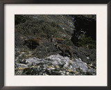 Wild Goats, Nepal Print by Michael Brown