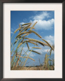 Rye Growing in Field, Germany Prints by Petra Wegner
