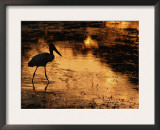 Silhouette of Jabiru Stork in Water, at Sunset, Pantanal, Brazil Print by Staffan Widstrand