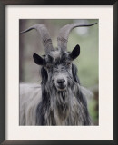 Feral Goat Male, Scotland Print by Niall Benvie