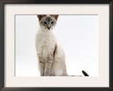 Domestic Cat, Blue Tabby-Point Siamese Male Sitting Prints by Jane Burton
