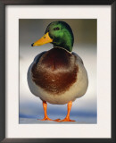 Mallard Drake Portrait Standing on Ice, Highlands, Scotland, UK Posters by Pete Cairns