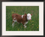 Cows, Domestic Cattle, Calf, Europe Posters by  Reinhard