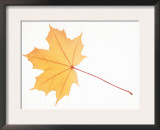 Norway Maple Leaf in Autumn Colours Print by Petra Wegner