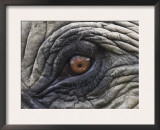 Close up of Indian Elephant Eye,(Domestic), Kaziranga National Park, Assam, India Posters by Nick Garbutt