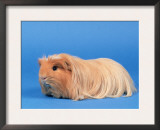 Buff American Crested Coronet Guinea Pig Prints by Petra Wegner