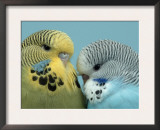 Budgerigar Pair Courting Print by Petra Wegner