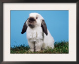 Lop-Eared Dwarf Rabbit Posters by Petra Wegner