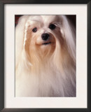 Maltese with Hair Plaited Poster by Adriano Bacchella