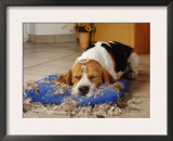 Beagle with Destroyed Pillow Prints by  Steimer
