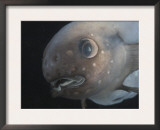 Deepsea Fish {Paraliparis Sp.), Deep Sea Atlantic Ocean Posters by David Shale