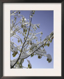 A Tree Covered with Snow, Boulder Prints by Dörte Pietron