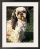 Shih Tzu with Facial Hair Cut Short Prints by Adriano Bacchella