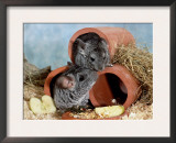 Long-Tailed Chinchillas at Play Prints by  Steimer
