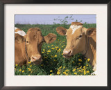 Pair of Guernsey Cows (Bos Taurus) Wisconsin, USA Print by Lynn M. Stone