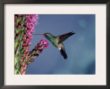 Broad Billed Hummingbird (Cynanthus Latirostris) Az, USA Madera Canyon, Arizona Poster by Mary Mcdonald