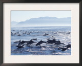 Large School of Common Dolphins Feed on Sardines, False Bay, W Cape, S Africa (Delphinus) Posters by Mark Carwardine
