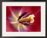 Tulip Flower (Cultivated Variety) Close-Up of Reproductive Parts Showing Stamens, Style and Stigma Posters by Ingo Arndt
