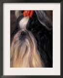 Shih Tzu with Hair Tied Up Print by Adriano Bacchella