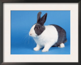 Dutch Rabbit Prints by Petra Wegner