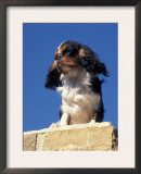 King Charles Cavalier Spaniel Adult Portrait on Wall Posters by Adriano Bacchella