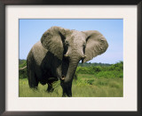African Elephant Grazing, Chobe National Park Botswana Posters by Tony Heald