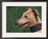 Fawn Whippet Wearing a Collar Posters by Adriano Bacchella