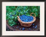 Blackthorn Berries on Shrub and in Basket (Prunus Spinosa) Europe Prints by  Reinhard