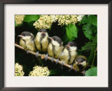 Great Tits, Five Fledgelings Perched in Row (Parus Major) Europe Posters by  Reinhard