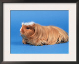 Satin Gold American Crested Coronet Guinea Pig Art by Petra Wegner
