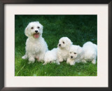 Maltese with Puppies Poster by Petra Wegner