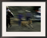 Horse Rider, USA Prints by Michael Brown
