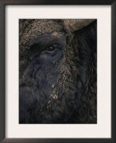 Close-Up Face of European Bison {Bison Bonasus) Poster by Pete Cairns