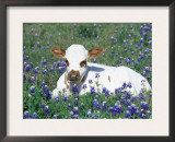 Domestic Texas Longhorn Calf, in Lupin Meadow, Texas, USA Prints by Lynn M. Stone
