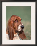 Head Portrait of Basset Hound Print by Petra Wegner