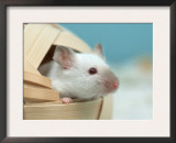 White Mouse at Play Print by Petra Wegner
