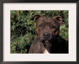 Staffordshire Bull Terrier Portrait Poster by Adriano Bacchella