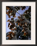 A Tree Covered with Snow, Boulder Print by Dörte Pietron