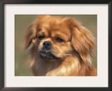Tibetan Spaniel Portrait Prints by Adriano Bacchella