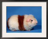 Red and White Rex Guinea Pig Posters by Petra Wegner