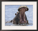 Hippopotamus with Mouth Open, Chobe National Park, Botswana Posters by Tony Heald