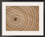 Growth Rings in Trunk of Spruce Tree, Norway Prints by Pete Cairns