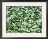 Wild Garlic / Ransoms, Flowers with Solitary Bluebell, Wiltshire, UK Art by James Aldred