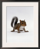 Baby Grey Squirrel, Portrait Posters by Jane Burton