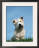 Head Portrait of Irish Glen of Imaal Terrier Dog Prints by Petra Wegner