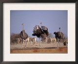 Ostrich Male and Female Courtship Behaviour (Struthio Camelus) Etosha National Park, Namibia Art by Tony Heald